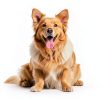 TGSBHIO Ceramic Dog Grooming Blade 10F Stainless-3