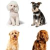 Dog Grooming Blade Jarden Plastic Tough Design-1